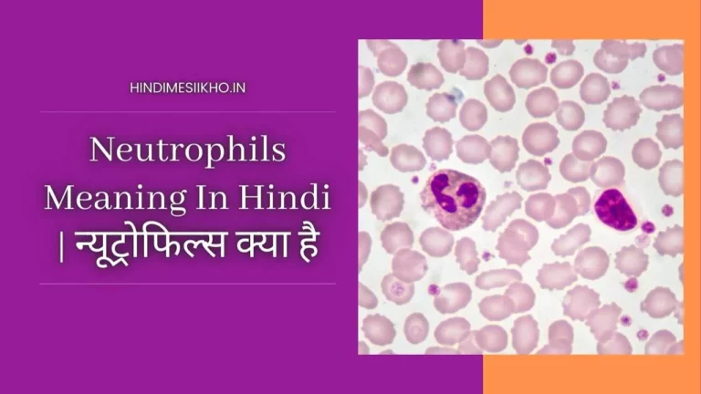 Neutrophils Meaning In Hindi